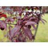 88355 prunus cerasifera nigra 2