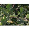 Dub letní  Quercus robur
