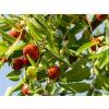 ziziphus jujuba cr 800x800 3