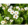 Mochna křovitá 'Creme Brulee'  Potentilla fruticosa 'Creme Brulee'