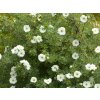 Mochna křovitá Double Punch® Cream 'Mincrero01'  Potentilla fruticosa Double Punch® Cream 'Mincrero01'