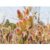 Salix Mount Aso (5)