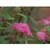 Tavolník japonský 'Neon Flash'  Spiraea japonica 'Neon Flash'