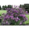 dark purple2