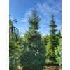 Jedle oj�n�n� (Balen� kontejner C200, Tvar v��ka 380-400cm)