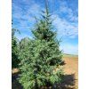 Jedle oj�n�n� (Balen� kontejner C200, Tvar v��ka 380-400cm)