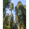 Sekvoj vždyzelená  Sequoia sempervirens