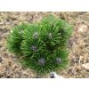Borovice černá 'Black Prince'  Pinus nigra 'Black Prince'