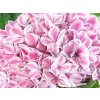 Hortenzie velkolistá Forever & Ever 'Peppermint'  Hydrangea 'Forever & Ever® Peppermint'