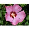Aphrodite 10