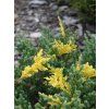 Expansa