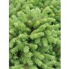 glauca 2