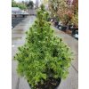 Picea glauca 'Conica Blue' (3)