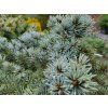 Picea pungens 'Green GlobeCompact' (1)