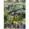 Picea pungens 'Green GlobeCompact' (3)