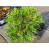 Pinus nigra 'Gaelle Bregeon' PBR Bambino (1)