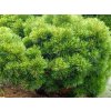 Borovice vejmutovka 'Horsford'  Pinus strobus 'Horsford'