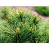 Borovice vejmutovka 'Horsford'  Pinus strobus 'Horsford'