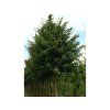 Javor babyka 'Elsrijk'  Acer campestre 'Elsrijk'
