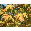 Javor babyka 'Elsrijk'  Acer campestre 'Elsrijk'