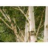 Betula utilis jacquemontii