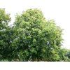 Lípa velkolistá  Tilia platyphyllos