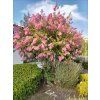 Lagerstroémie 'With Love Kisses' PBR  Lagerstroemia indica 'With Love Kisses'