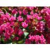 Lagerstroémie 'With Love Kisses' PBR  Lagerstroemia indica 'With Love Kisses'