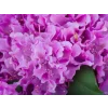 Rododendron 'Roseum Elegans'  Rhododendrum 'Roseum Elegans'