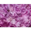 Rododendron 'Roseum Elegans'  Rhododendrum 'Roseum Elegans'