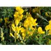 Genista x spechiana (2)