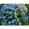Hortenzie velkolistá 'Blaumeise'  Hydrangea macrophylla 'Blaumeise'