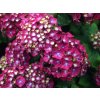 Hortenzie velkolistá 'Holehird Purple'  Hydrangea macrophylla 'Holehird Purple'