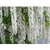 Vistárie křovitá 'Clara Mack'  Wisteria frutescens 'Clara Mack'