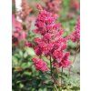 Čechrava japonská 'Vesuvius' - Astilbe japonica 'Vesuvius'  Astilbe japonica 'Vesuvius'