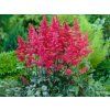 Čechrava japonská 'Vesuvius' - Astilbe japonica 'Vesuvius'  Astilbe japonica 'Vesuvius'
