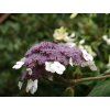 Hortenzie drsná 'Macrophylla'  Hydrangea aspera 'Macrophylla'