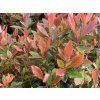 Blýskavka Fraserova 'Chico'  Photinia x fraseri 'Chico'