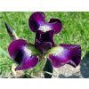 Kosatec sibiřský 'Purple' - Iris sibirica 'Purple'  Iris sibirica'Purple'