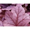 grape