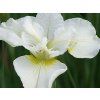 Kosatec sibiřský 'Harpswell Happiness' - Iris sibirica 'Harpswell Happiness'  Iris sibirica 'Harpswell Happiness'