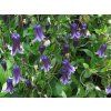 Plamének 'Rooguchi'  Clematis 'Rooguchi'