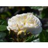 Stromková růže 'Artemis®'  Rosa 'Artemis®'