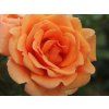 Stromková růže 'Ashram®'  Rosa 'Ashram®'