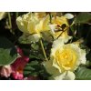Stromková růže 'China Girl'  Rosa 'China Girl'