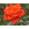 Stromková růže 'Monica®'  Rosa 'Monica®'