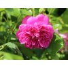 Stromková růže 'Melina Starlet Rose®'  Rosa 'Melina Starlet Rose®'