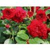 Stromková růže 'Natalie Starlet Rose®'  Rosa 'Natalie Starlet Rose®'