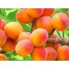 Meruňka 'Perla'  Prunus armeniaca 'Perle'