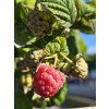 Rubus Polesie (2)